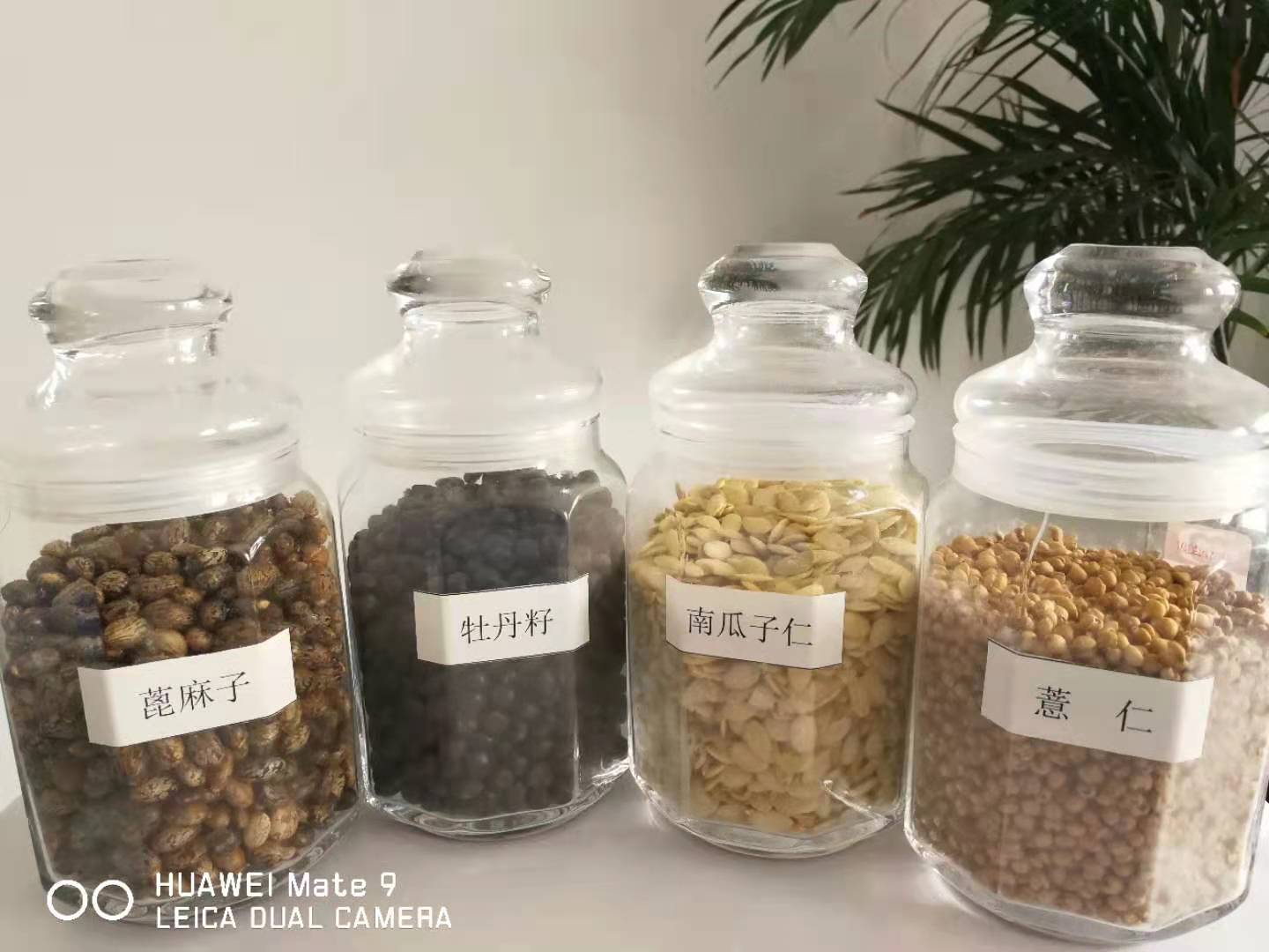 有機(jī)牡丹籽油